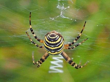 Wasp spider