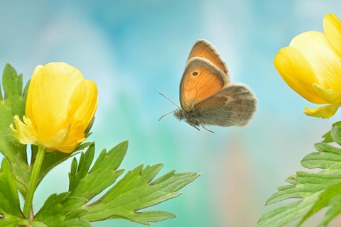 Small heath
