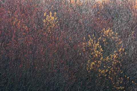 Bog myrtle
