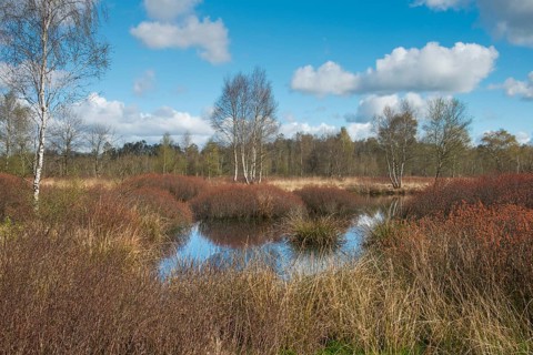 Bog myrtle
