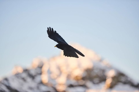 Yellow-billed chough