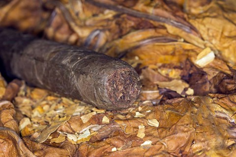 Hand rolled cigar on tobacco leaves