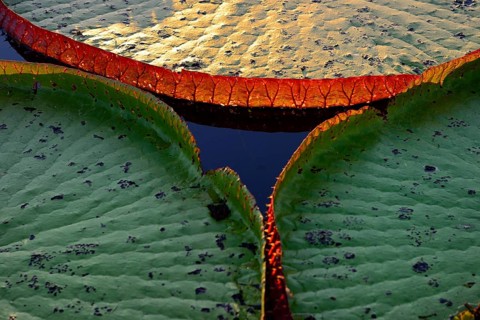 Leaves of the amazon water lily