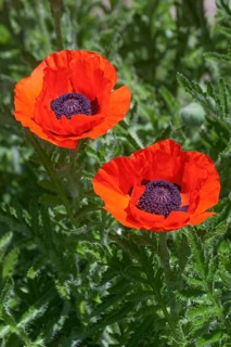 Oriental poppy