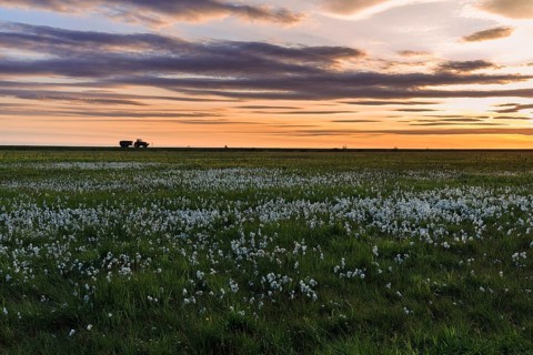 Common cottongrass