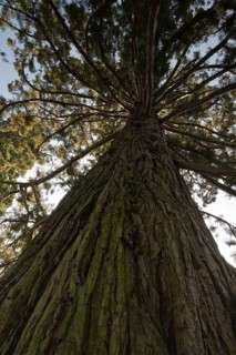 Giant sequoia
