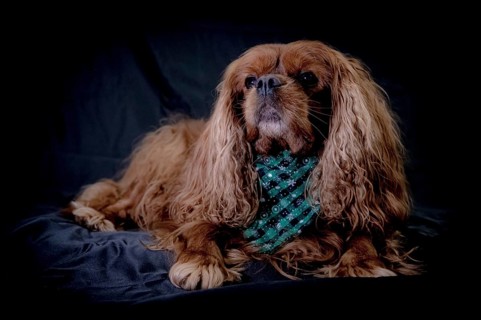 Portrait of a dog