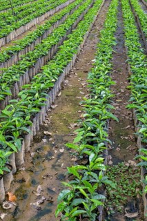 Seedlings for coffee cultivation