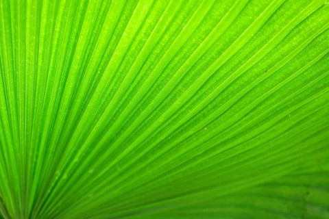 Detail of a palm leaf