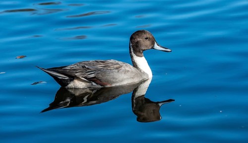 Pintail