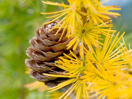 European larch