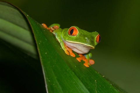 Red-eyed tree frog