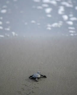 Newly hatched olive ridley sea turtle