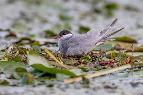 White-bearded Tern