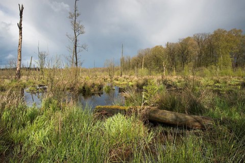 Niedermoor