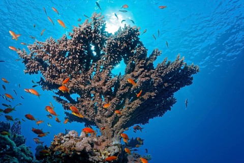 Agropora Table Coral