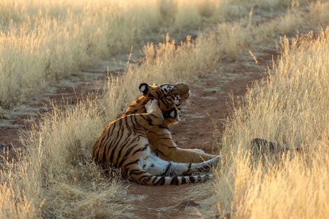 Bengal tiger