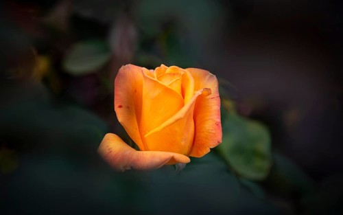 Shrub rose