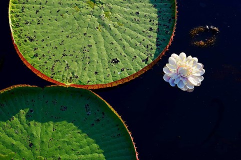 Amazon water lily