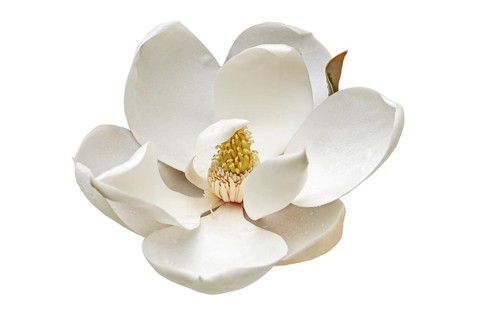 Southern magnolia