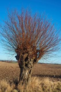 Scanian willows