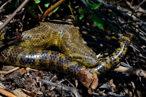Yellow anaconda