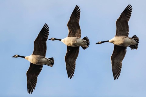 Canada geese in relay flight