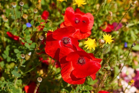 Spring in Crete