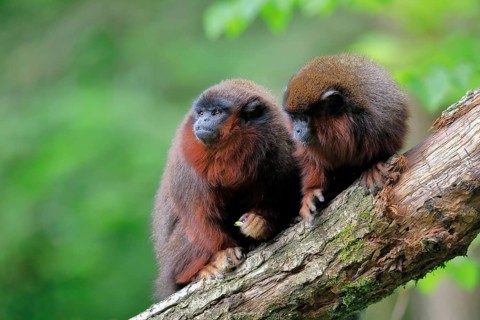 Red red-bellied titi