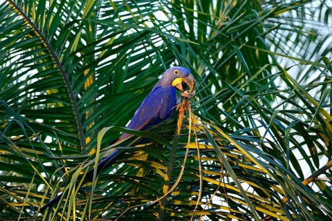 Hyacinth macaw
