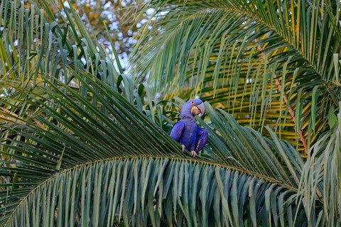 Hyacinth macaw