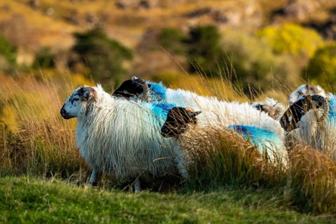 Domestic sheep