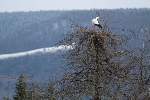 White stork
