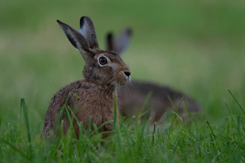 European hare