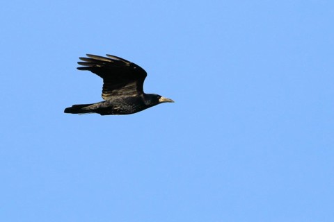Rook