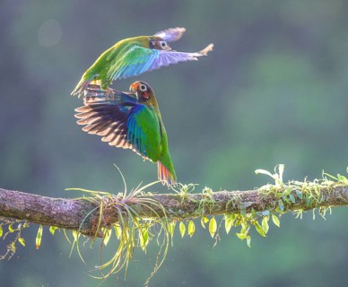 Brown-hooded parrots