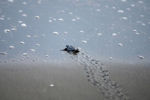 Newly hatched olive ridley sea turtle
