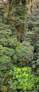 Rainforest in Selvatura Park seen from a suspension bridge