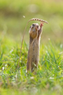 European ground squirrel