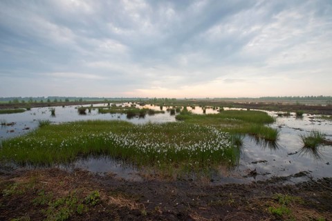 Bog landscape with common cottongrass