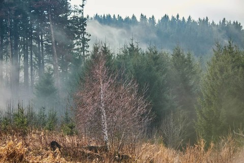 Fog flying over a young Norway spruce