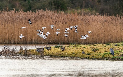 Pied Avocets and Eurasian Wigeons in a flight over Marshland