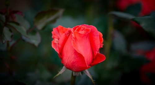 Shrub rose