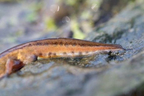 Palmate newt