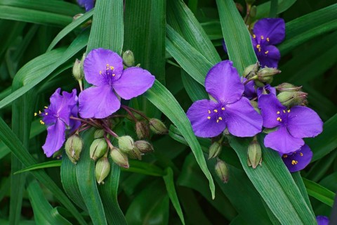 Virginia spiderwort