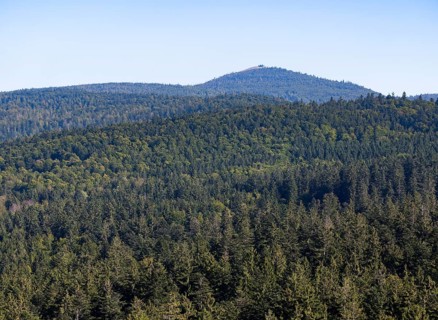 View from the tree top walk