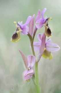 Sawfly orchid