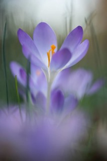 Early Crocus