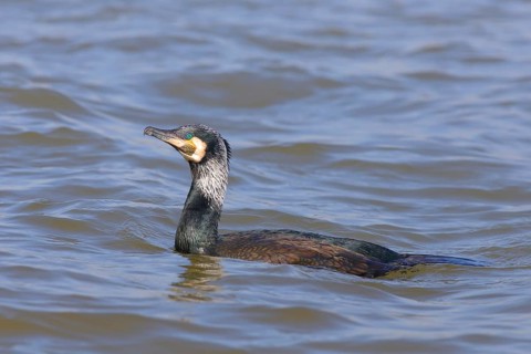 Great cormorant