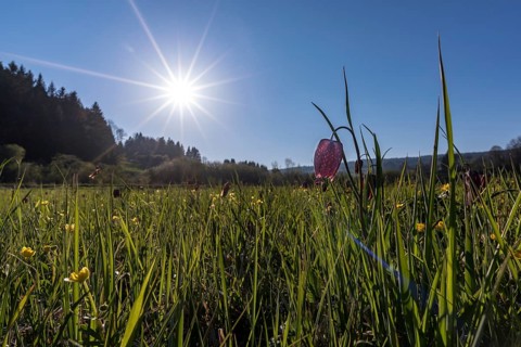 Snake's head fritillary